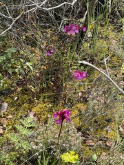 Anacamptis papilionacea