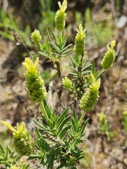 Lavandula viridis
