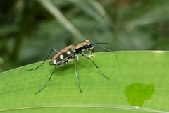 Cosmodela aurulenta aurulenta