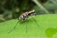 Cosmodela aurulenta aurulenta