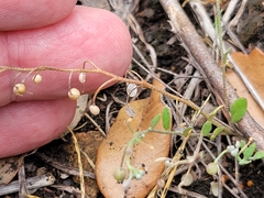 Physaria recurvata