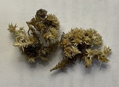 Thylacospermum caespitosum