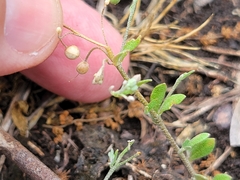 Physaria recurvata