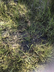 Dichanthelium longiligulatum