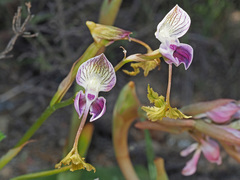 Disa spathulata spathulata