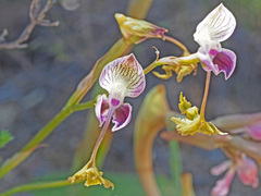 Disa spathulata spathulata