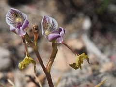 Disa spathulata spathulata