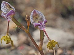 Disa spathulata spathulata