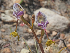 Disa spathulata spathulata