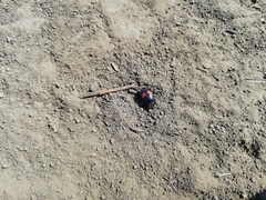 Margarinotus bipustulatus