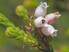 Erica tenella