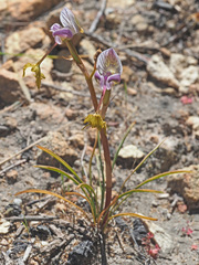 Disa spathulata spathulata