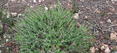 Teucrium murcicum