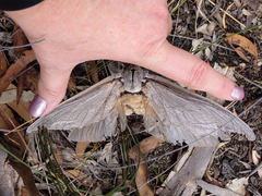 Abantiades argentangulum