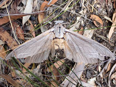 Abantiades argentangulum