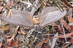 Abantiades argentangulum