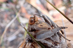 Abantiades argentangulum