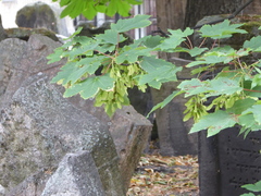 Acer pseudoplatanus