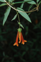 Lonicera pilosa