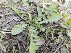 Taraxacum officinale