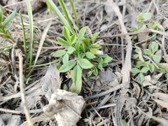 Aegopodium podagraria