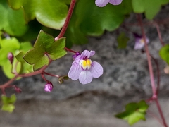 Cymbalaria muralis