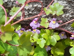 Cymbalaria muralis