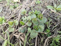 Glechoma hederacea