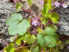 Cymbalaria muralis