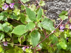 Cymbalaria muralis