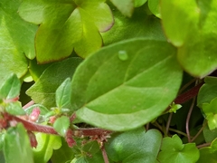 Cymbalaria muralis
