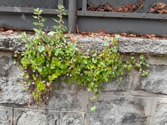Cymbalaria muralis