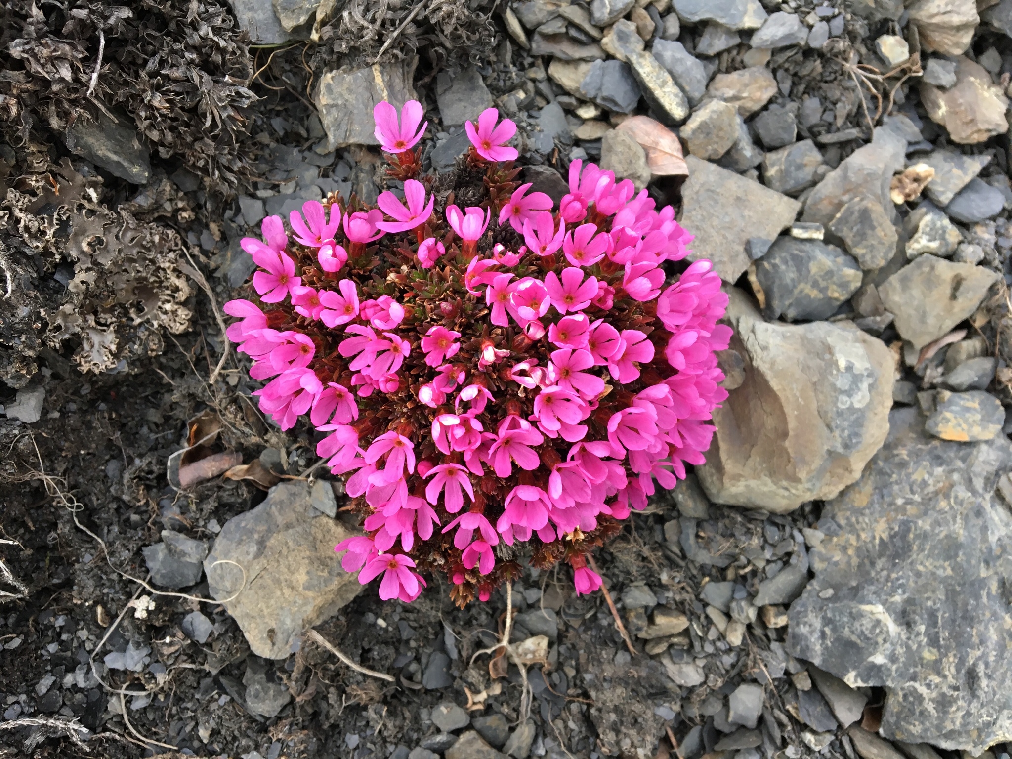 Androsace americana
