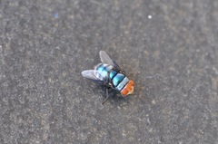 Chrysomya marginalis