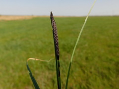 Carex melanostachya
