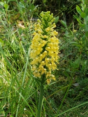 Platanthera × canbyi