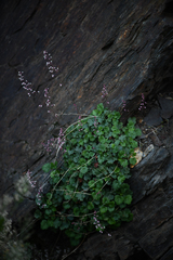 Heuchera brevistaminea