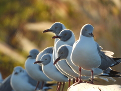 Chroicocephalus cirrocephalus