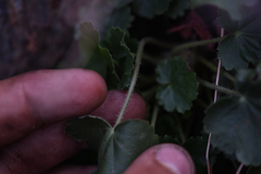 Heuchera brevistaminea