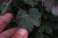 Heuchera brevistaminea