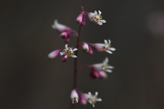 Heuchera brevistaminea