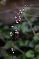 Heuchera brevistaminea