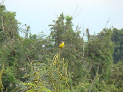 Myiozetetes cayanensis