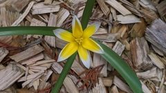 Tulipa urumiensis