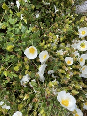Cistus salviifolius