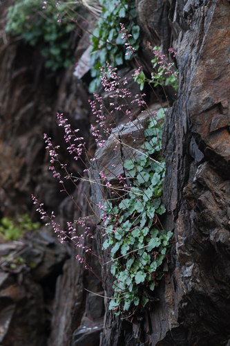 Laguna Mountains alumroot (Heuchera brevistaminea)