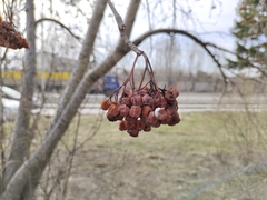 Sorbus aucuparia