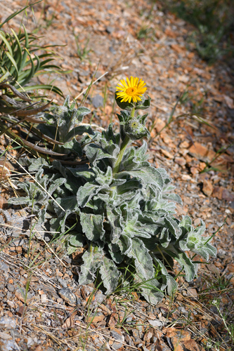 San Diego sunflower (Hulsea californica)