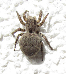 Salticidae