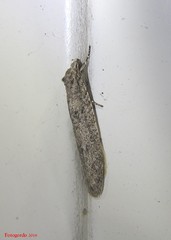Semioscopis inornata